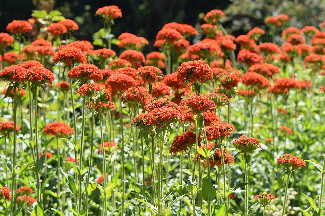 Lychnis chalcedonica (Maltese cross) in garden