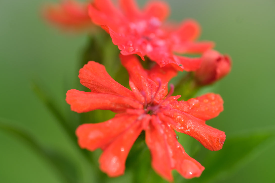 Lychnis chalcedonia orange red flowers