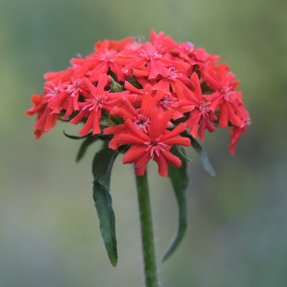 Close-up of red Lychnis chalcedonica, commonly known as Maltese cross, flowers with a blurred green background