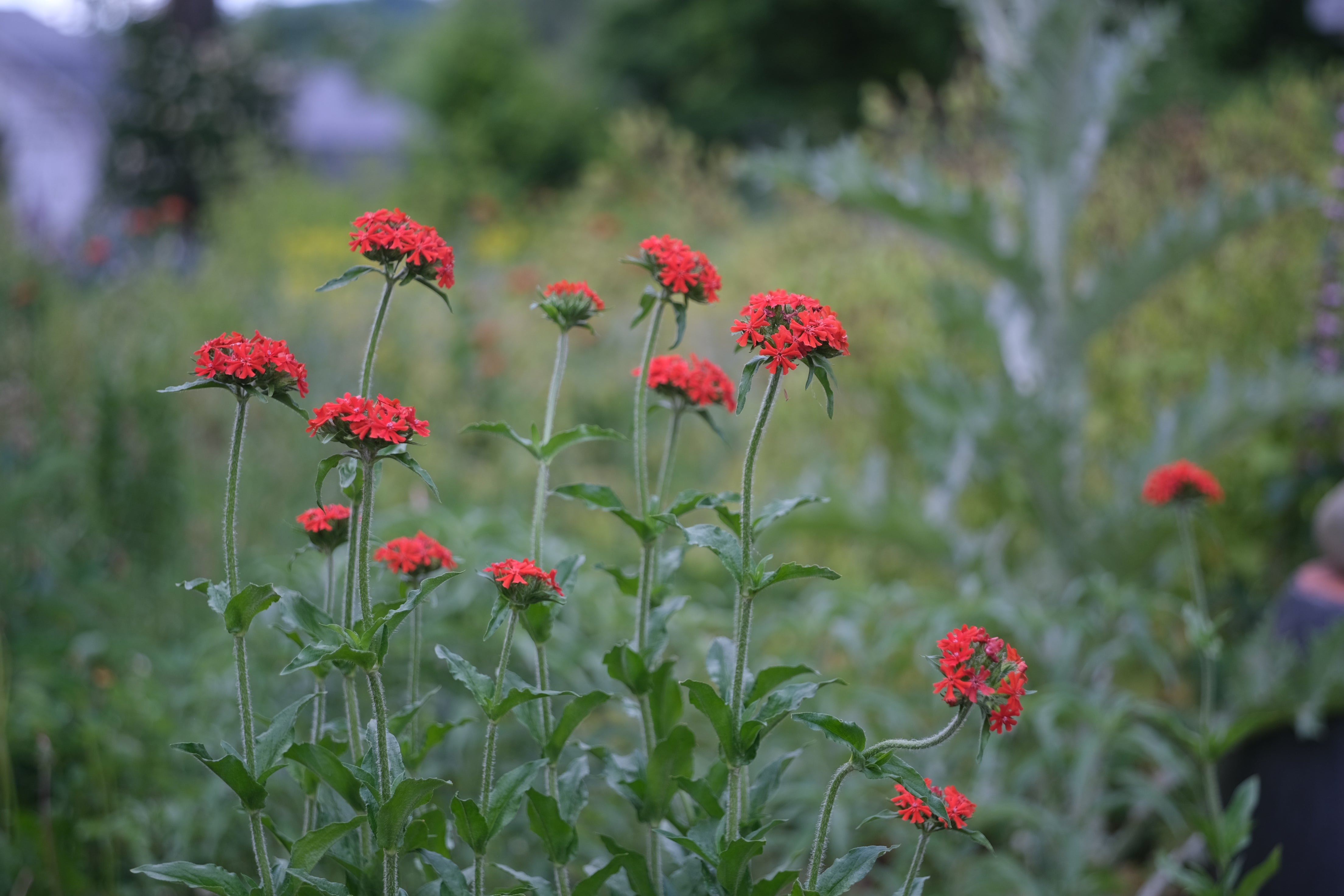 Lychnis chalcedonica | Maltese cross – The Old Dairy Nursery & Gardens
