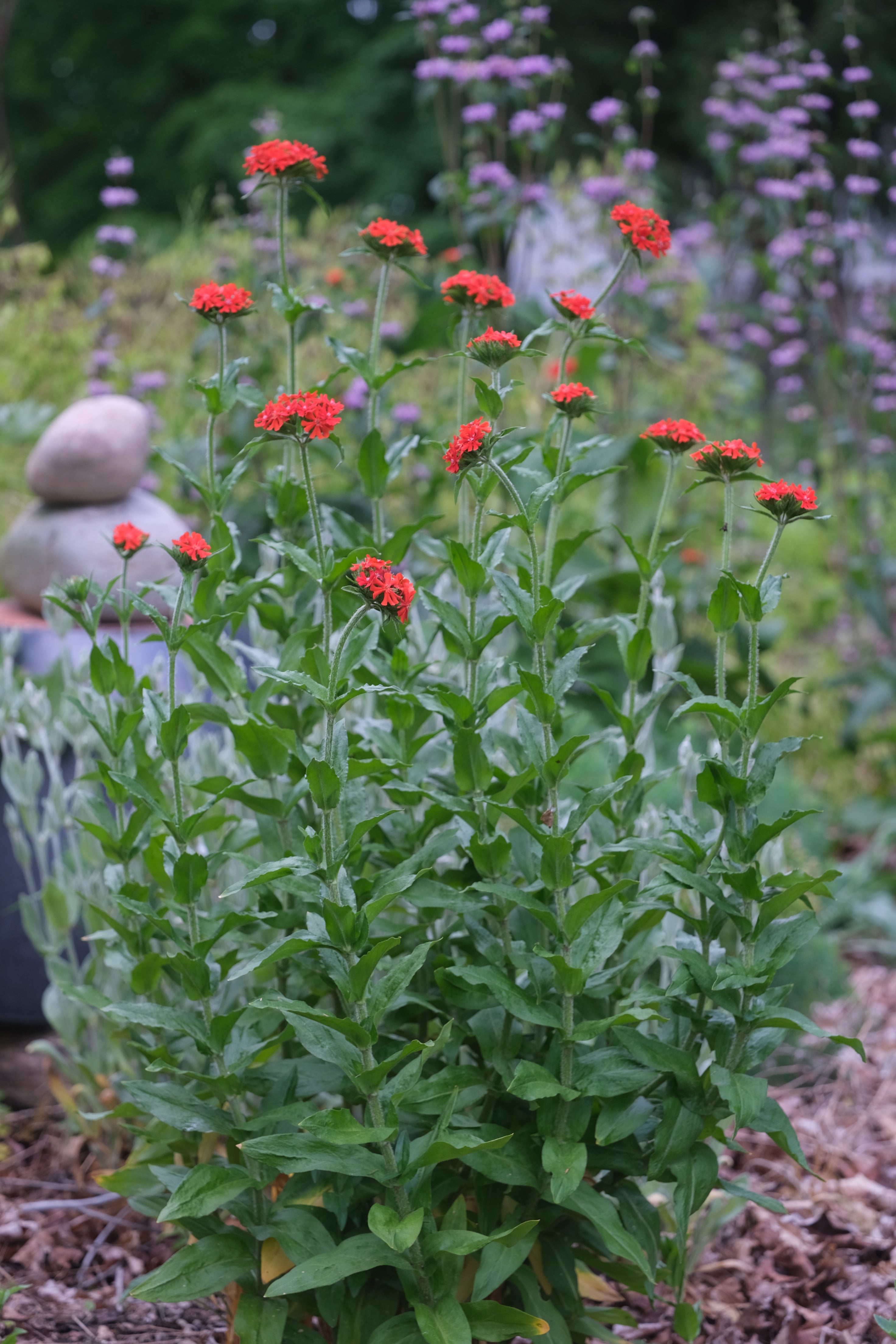 Lychnis chalcedonica | Maltese cross – The Old Dairy Nursery & Gardens
