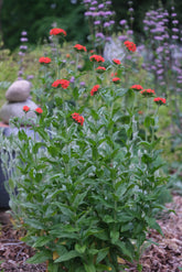 Red Lychnis chalcedonica, commonly known as Maltese cross,  flowers with green leaves in a garden setting