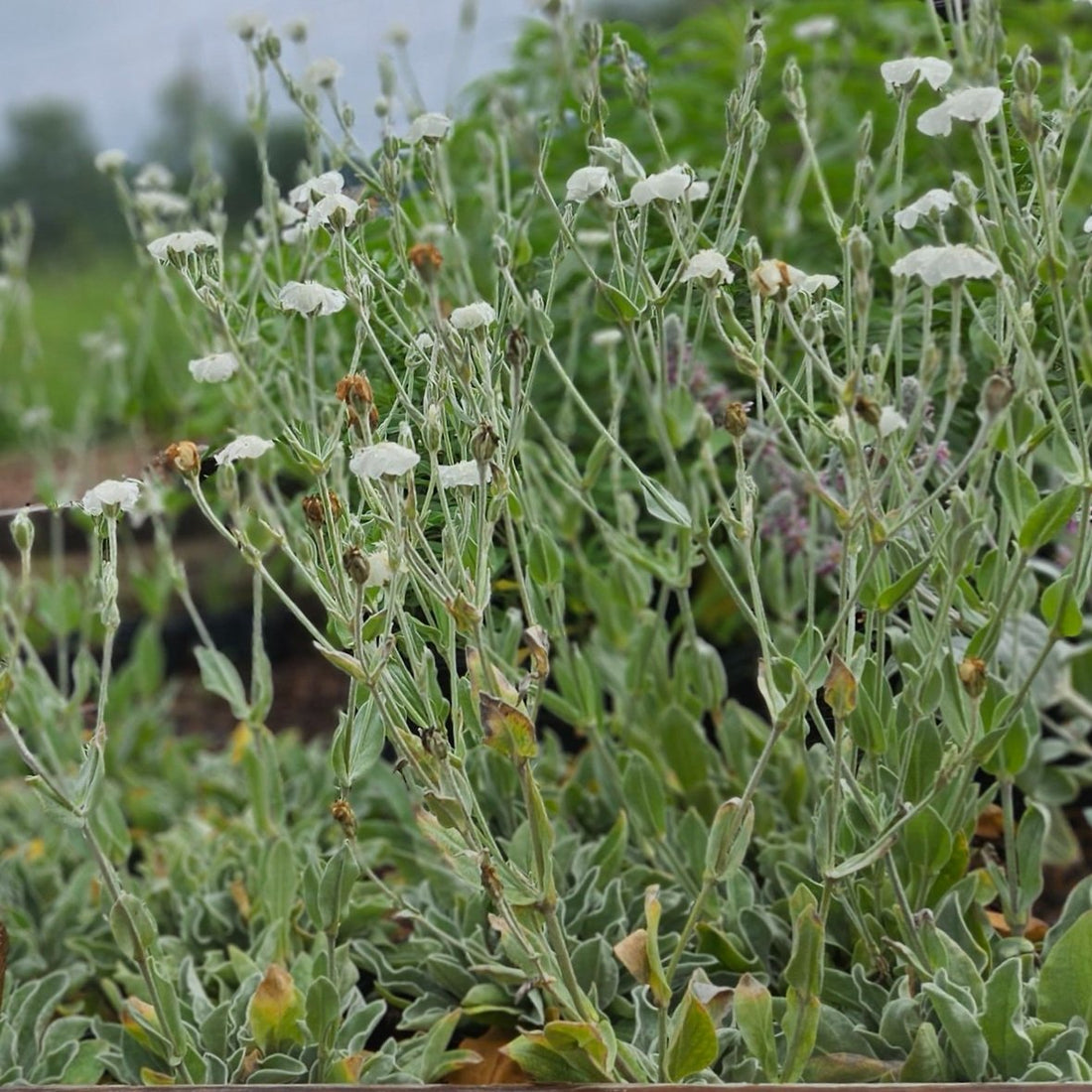 Lychnis coronaria &