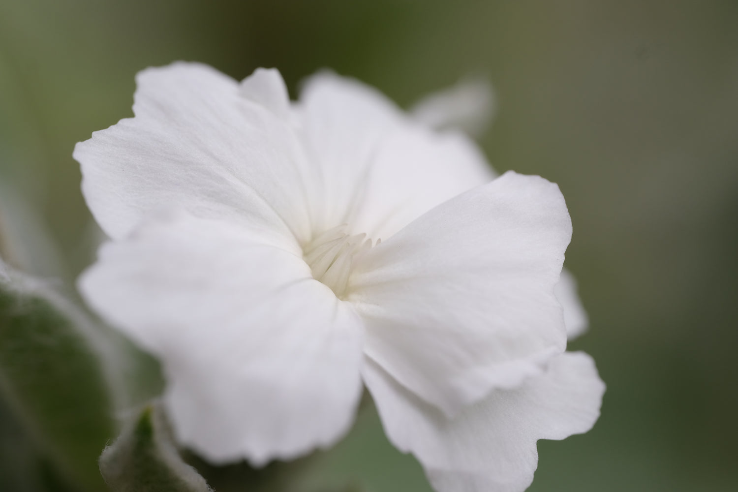 lychnis coronaria rose campion seeds Lychnis coronaria 'Alba'