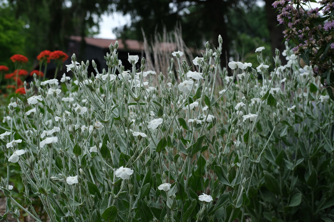 Lychnis coronaria &