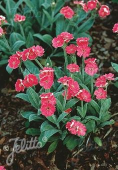 Lychnis flos-jovis nana 'Peggy' (Jupiter's flower) in bloom