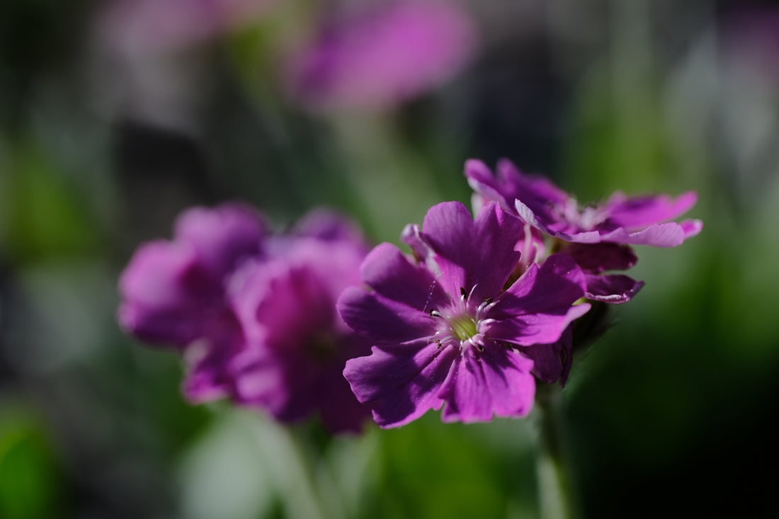 Lychnis flos-jovis nana &