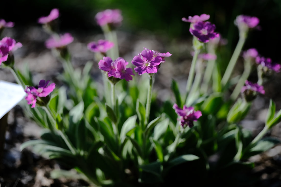 Lychnis flos-jovis nana &