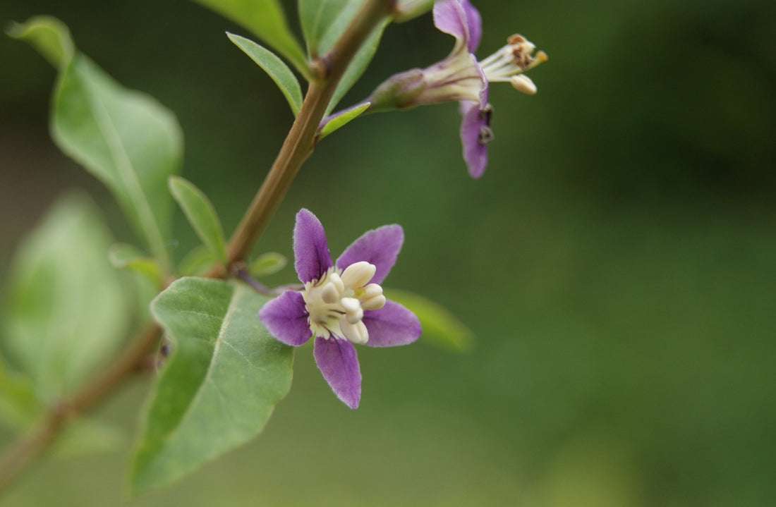 Close-up of purple Lycium barbarum, commonly known as goji berry, flowers with green leaves on a blurred green background