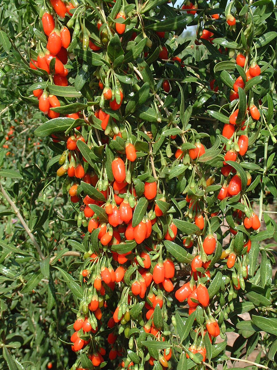 Goji berries on a tree with green leaves