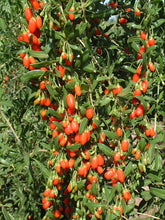 Goji berries on a tree with green leaves