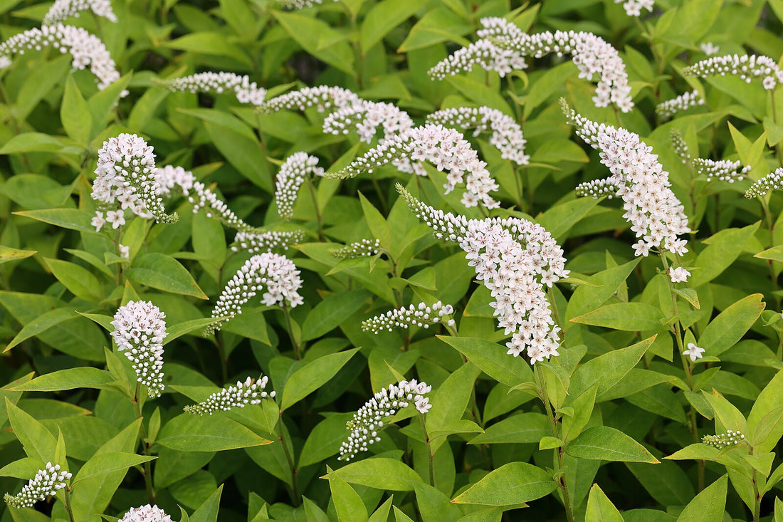 Gooseneck loosestrife in bloom