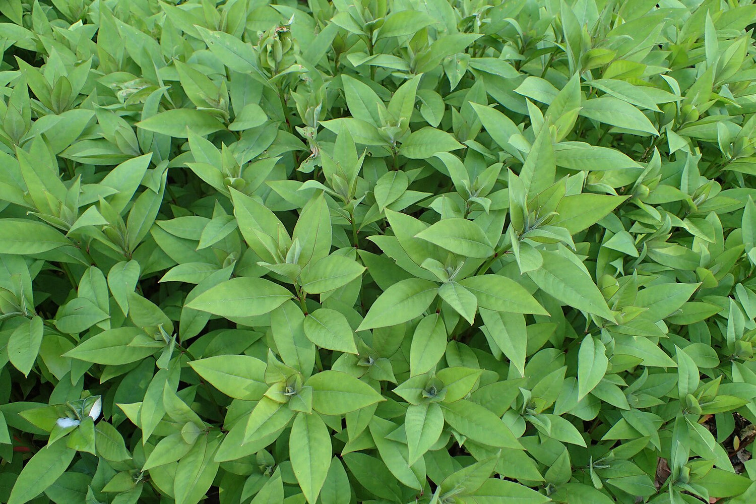 Lysimachia clethroides &