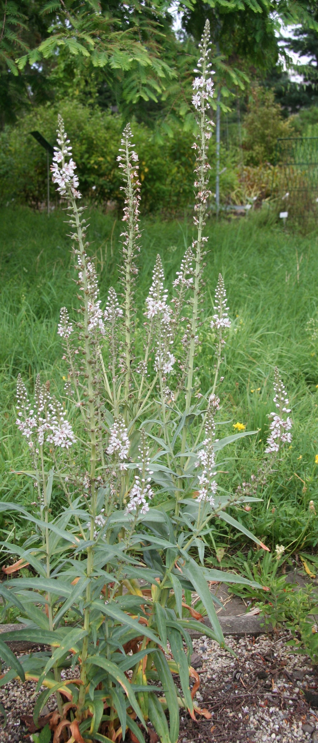 Lysimachia ephemerum (willow-leaved loosestrife) plant in bloom. Image shows white bloom stalks and gray green foliage.