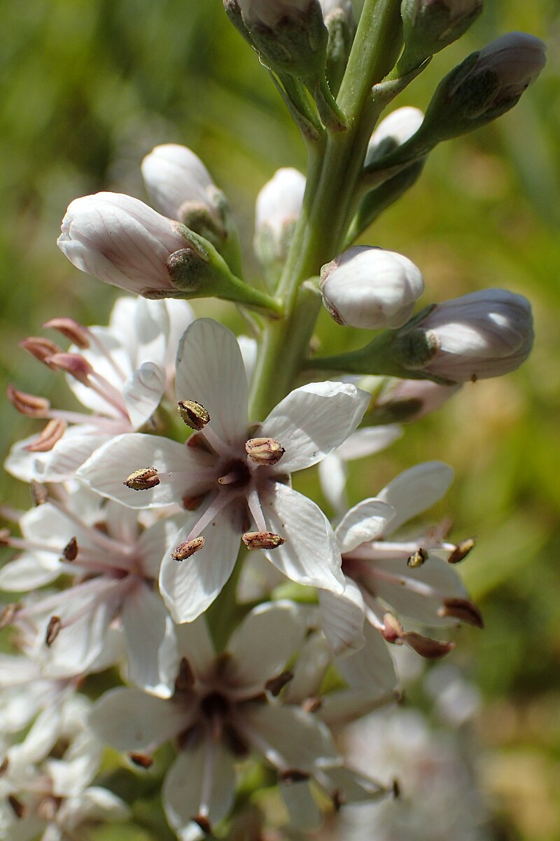 Close-up of willow-leaved loosestrife flowers with both open and closed buds, showcasing the white petals and yellow centers.
