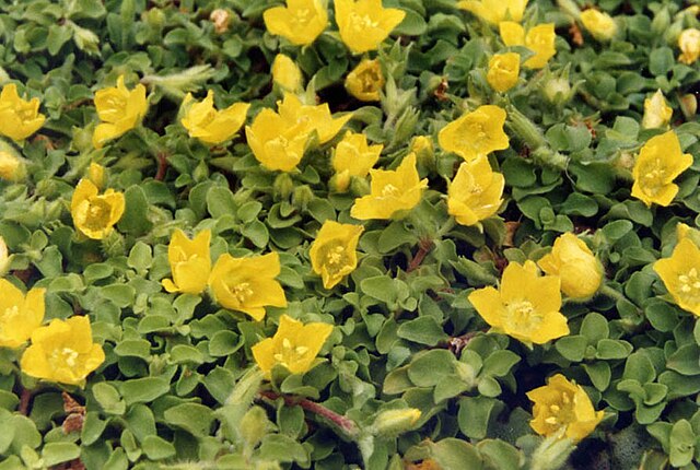 Lysimachia japonica var. minutissima (dwarf creeping jenny)