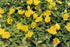 Lysimachia japonica var. minutissima (dwarf creeping jenny)