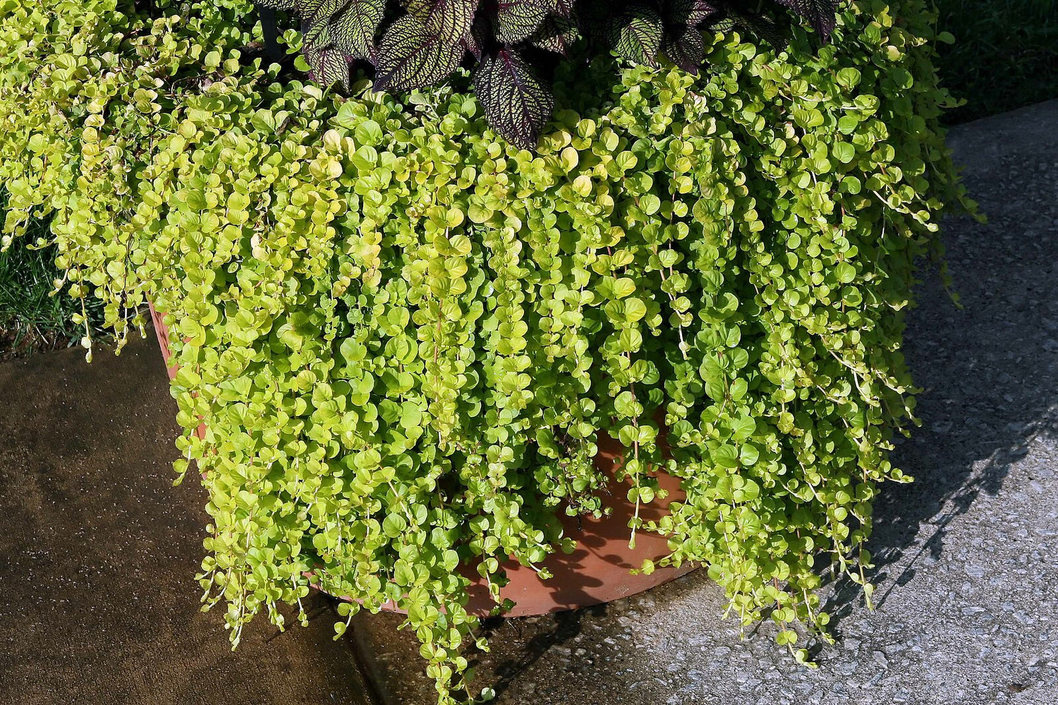 Lysimachia nummularia Aurea spilling over the edge of a pot