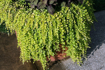 Lysimachia nummularia Aurea spilling over the edge of a pot