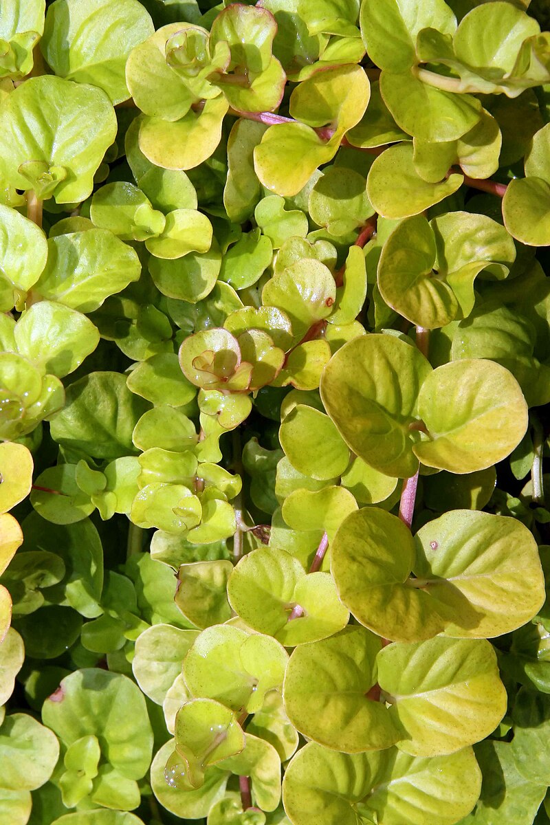 Lysimachia nummularia Aurea golden foliage