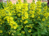 Lysimachia punctata (yellow loosestrife) in bloom