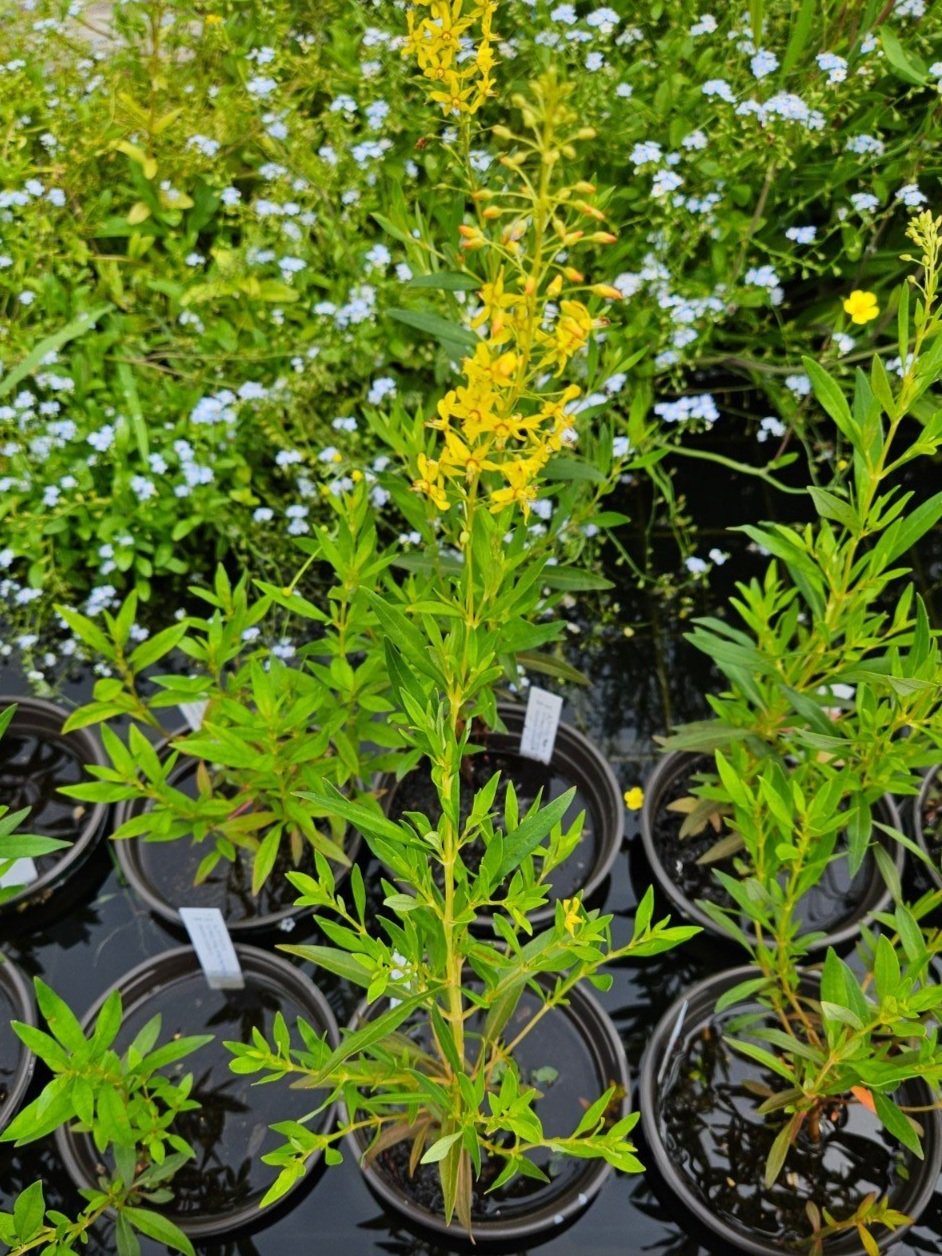 Lysimachia terrestris (swamp candles) at the Old Dairy Nursery