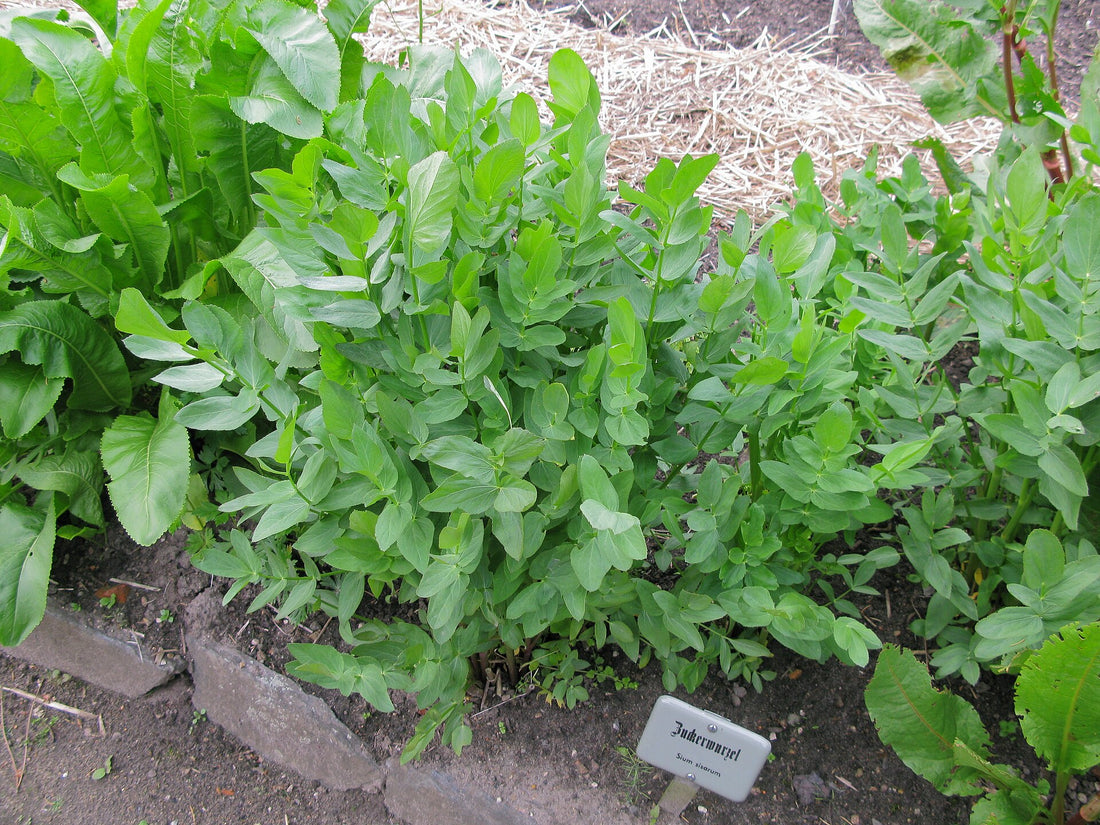 skirret (Sium sisarum) plants in the garden setting