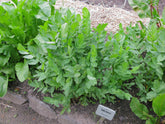 skirret (Sium sisarum) plants in the garden setting