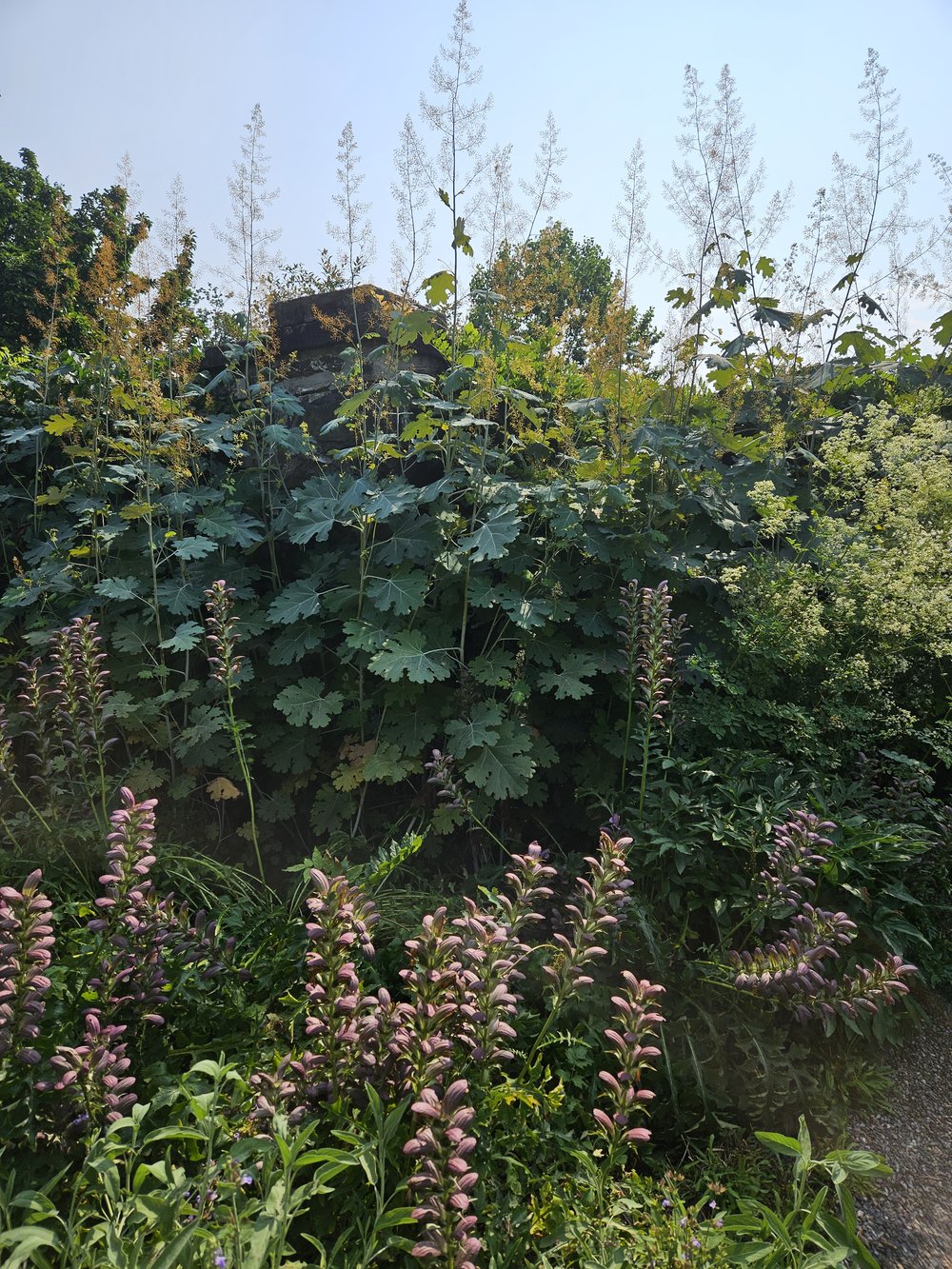 Macleaya cordata (plume poppy) in the garden