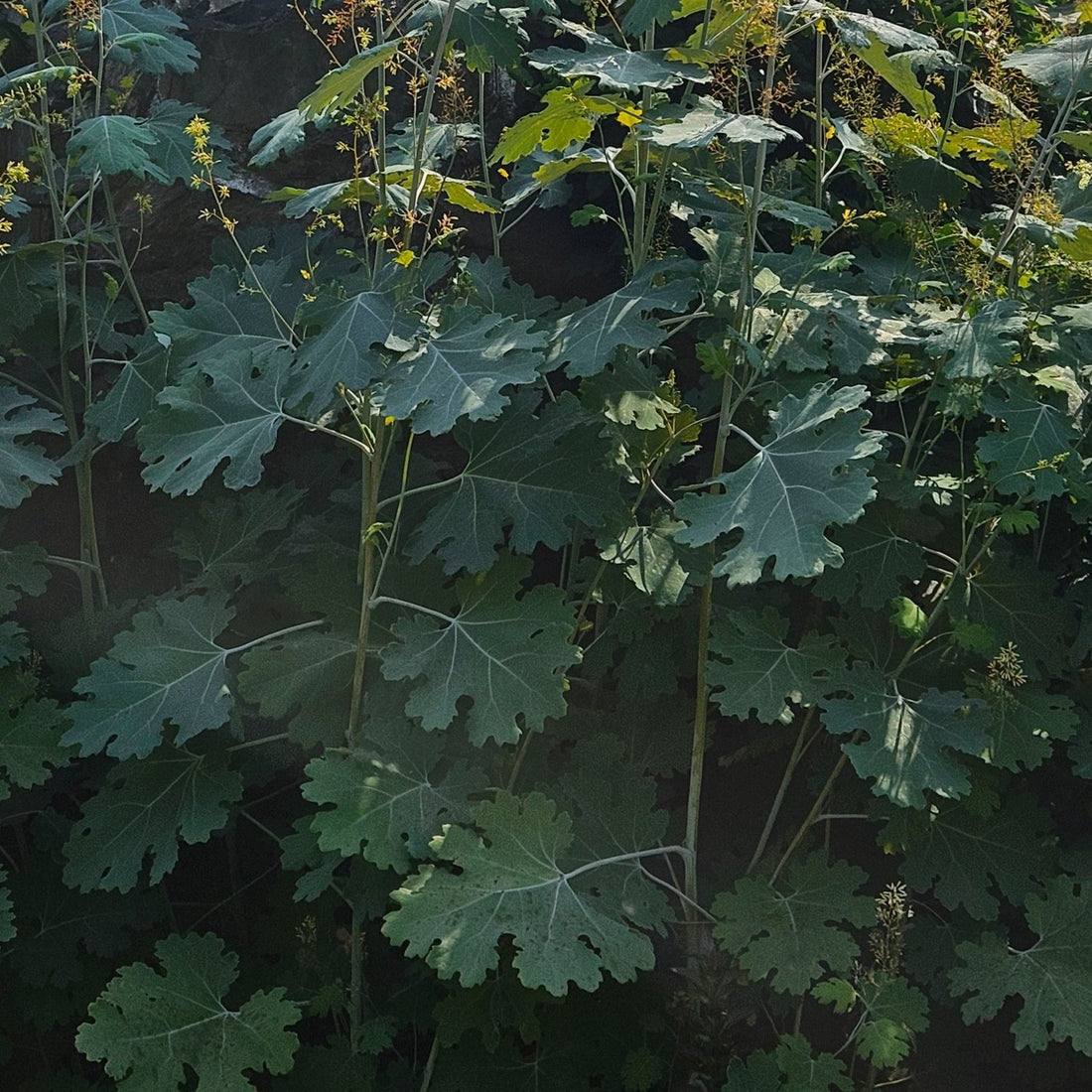 Macleaya cordata (plume poppy) foliage