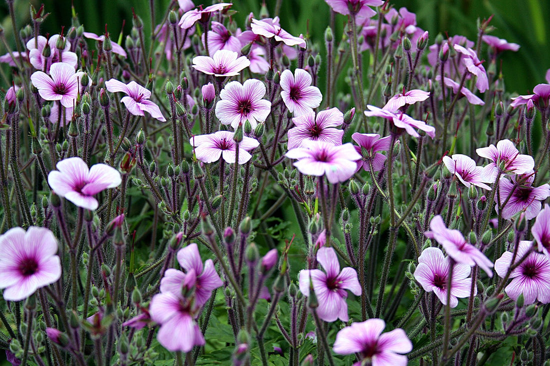 Geranium maderense | giant herb-robert
