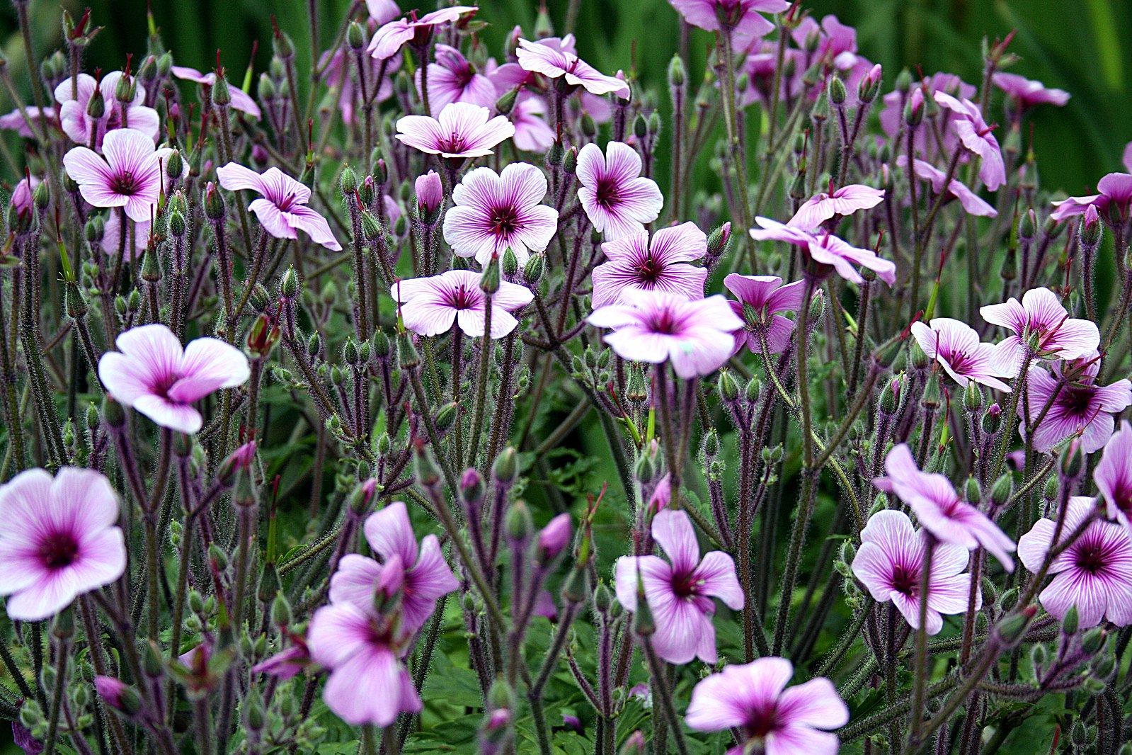 Geranium maderense | giant herb-robert