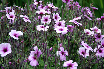 Geranium maderense | giant herb-robert