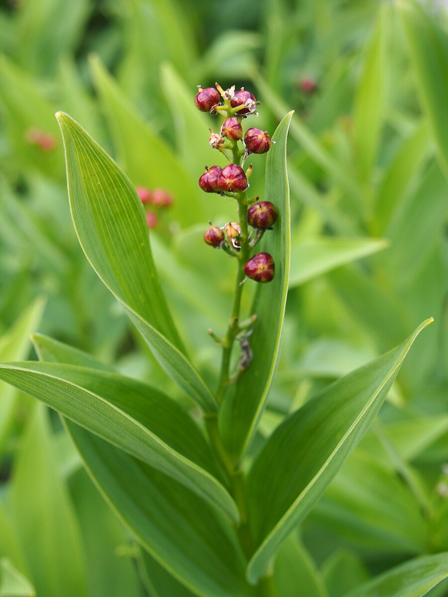 Maianthemum racemosum