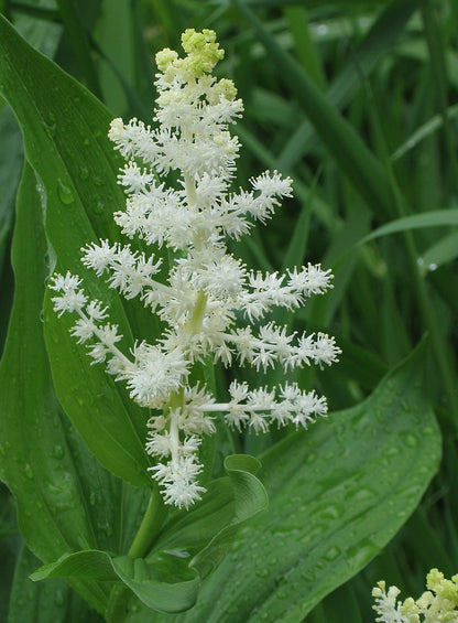 Maianthemum racemosum