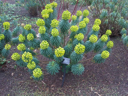 Euphorbia characias ssp. wulfenii | Mediterranean spurge