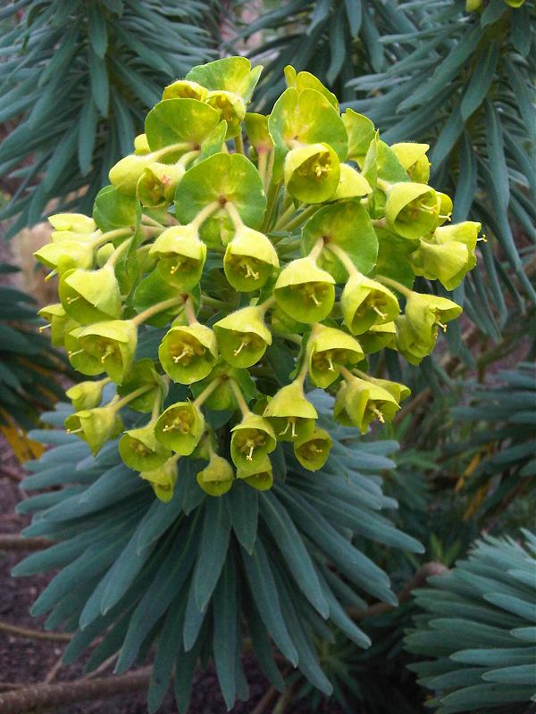 Euphorbia characias ssp. wulfenii | Mediterranean spurge