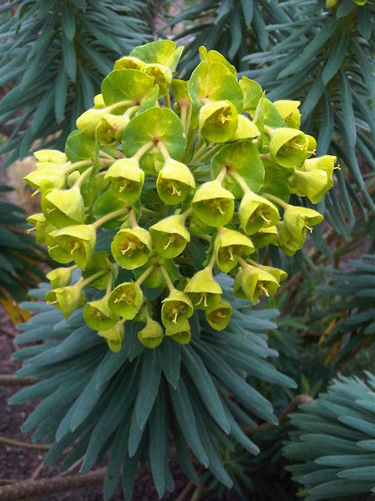 Euphorbia characias ssp. wulfenii | Mediterranean spurge