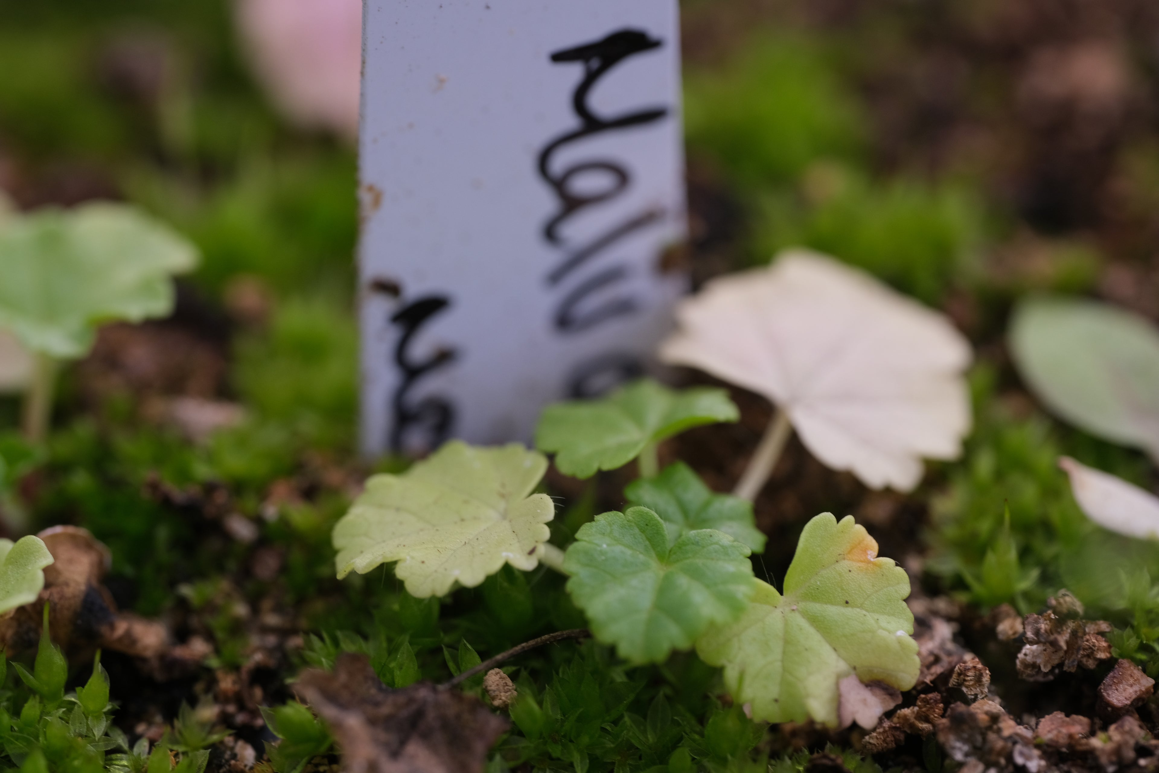 Malva moschata seedling