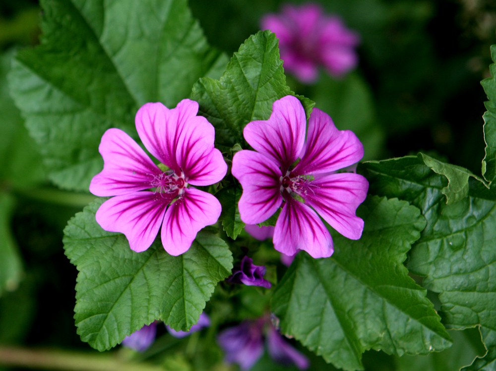 Close-up image of two pink French mallow flowers with green leaves in the background.