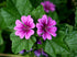 Close-up image of two pink French mallow flowers with green leaves in the background.