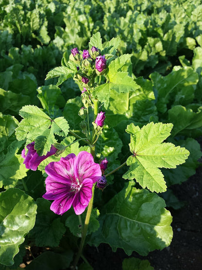 A close-up image of a Malva sylvestris plant with a purple flower and green leaves.