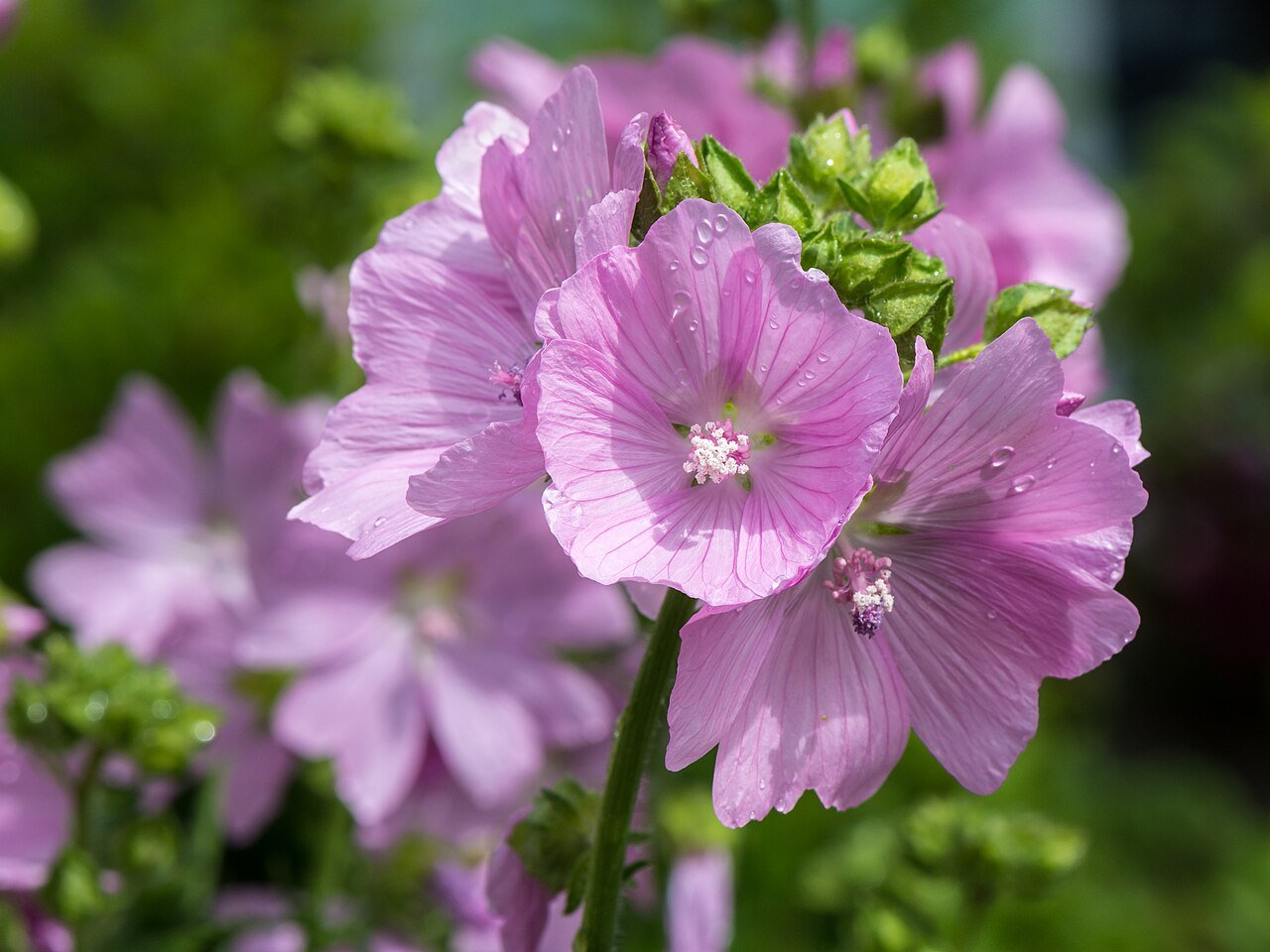 Malva moschata (musk mallow) blooms