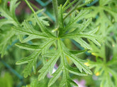 Malva moschata (musk mallow) foliage