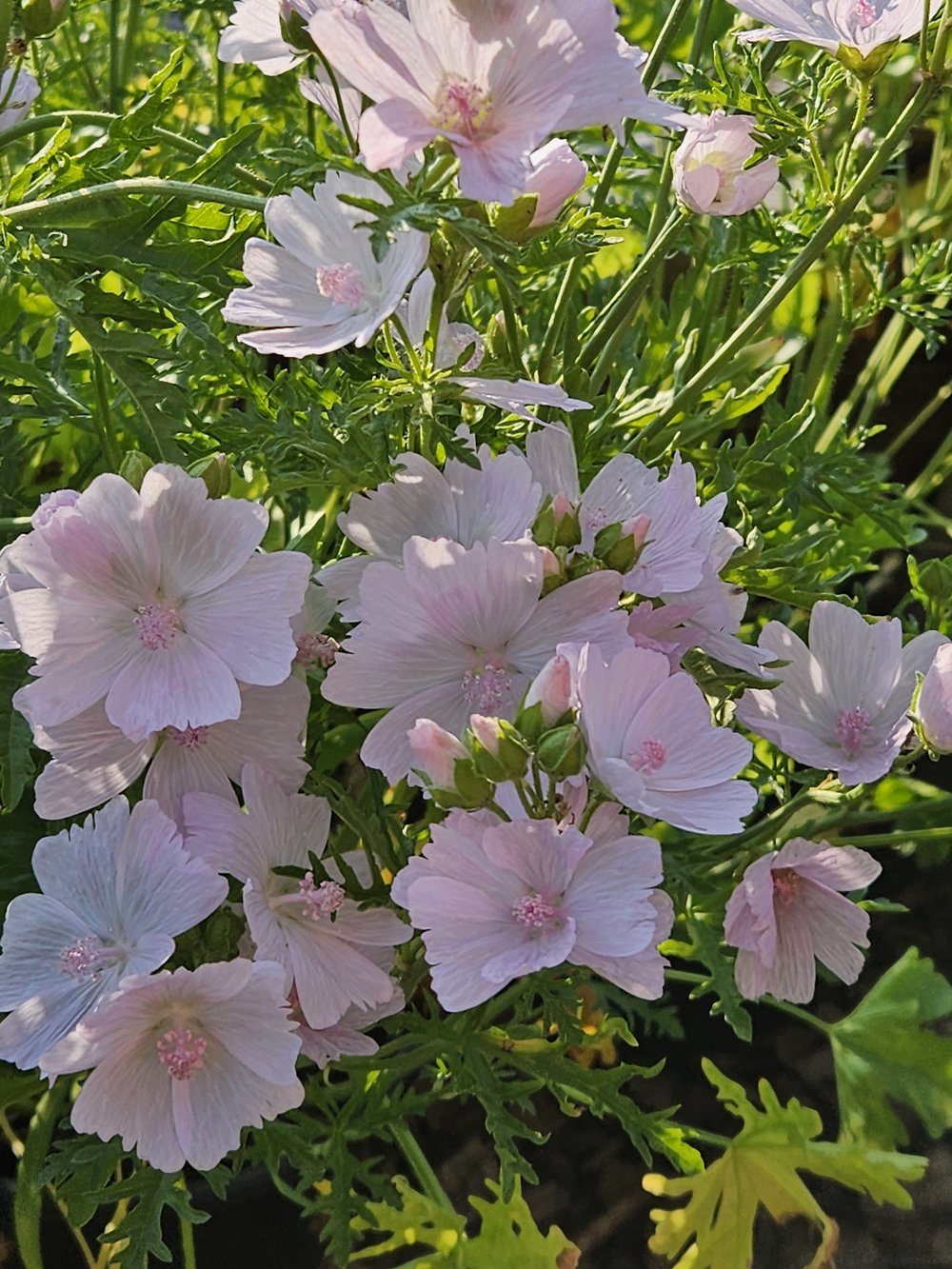 Malva moschata &