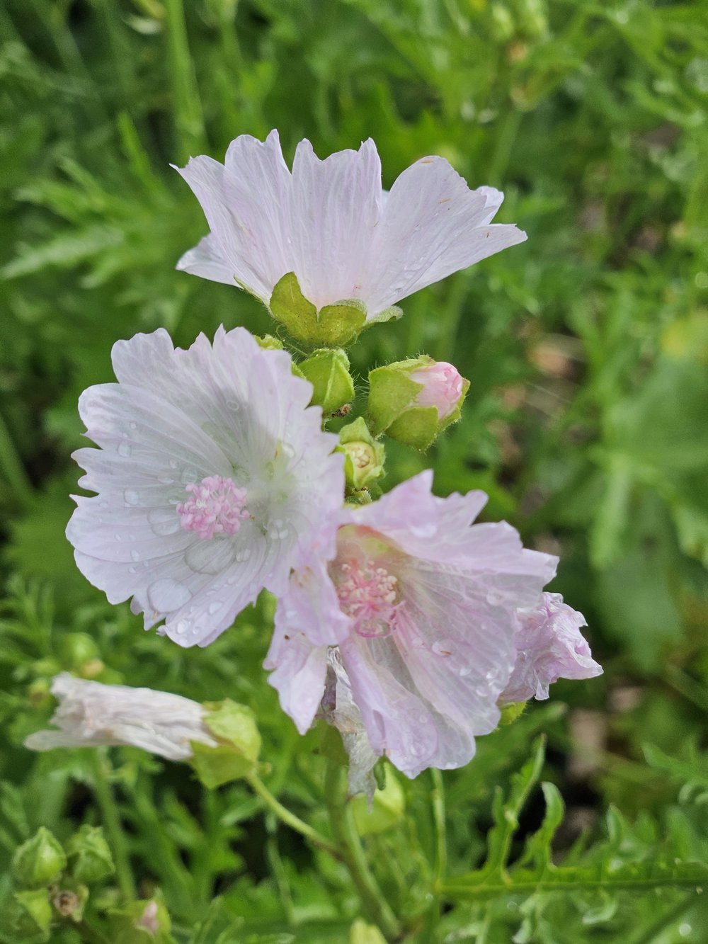 Malva moschata &