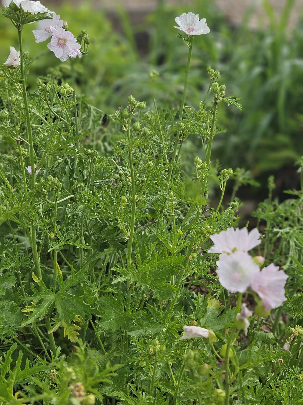 Malva moschata &