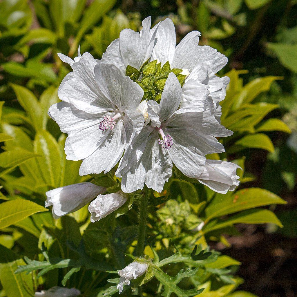 Malva moschata f. alba (musk mallow)