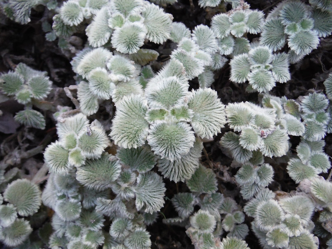 A close up of fuzzy silver foliage of Marrubium supinum, commonly known as scallop shell horehound