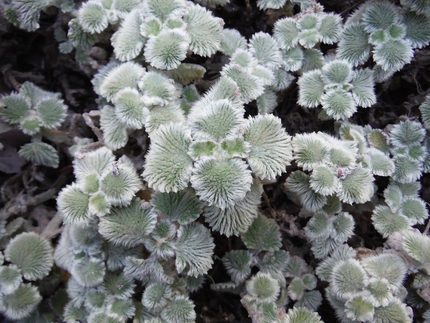 A close up of fuzzy silver foliage of Marrubium supinum, commonly known as scallop shell horehound